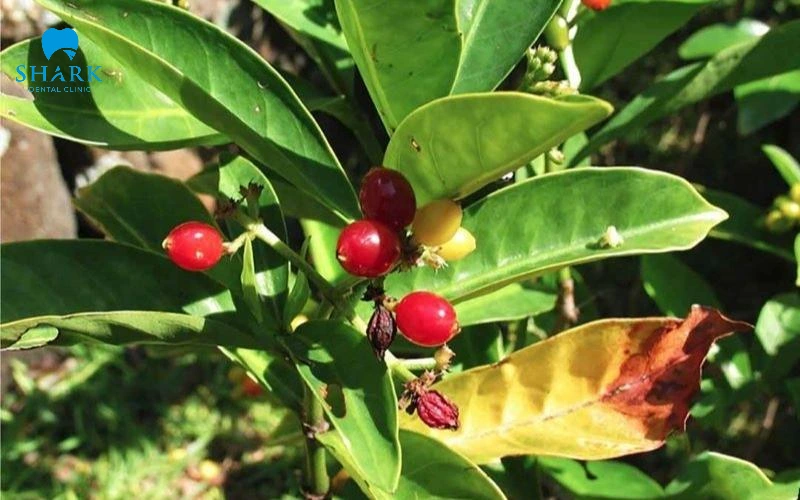Lá lấu chữa sâu răng được không? 3 cách sử dụng hiệu quả 6 Cây lấu là một loại cây nhỏ, thân nhẵn, có dạng quả hạch hình bầu dục mang theo đài hoa