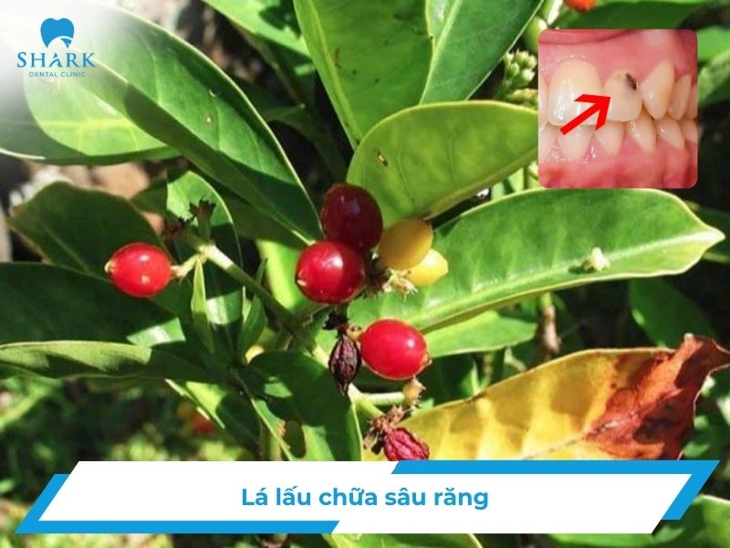 Lá lấu chữa sâu răng