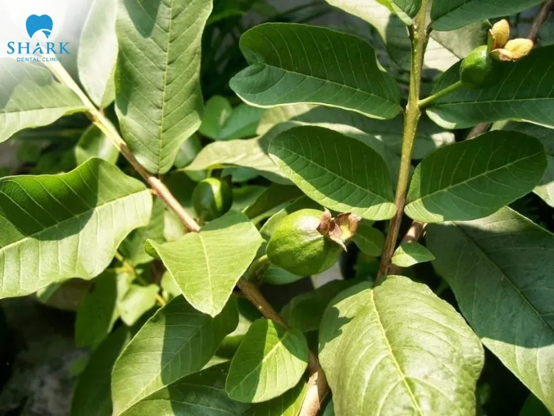 Cách làm trắng răng sau 1 đêm tại nhà an toàn, hiệu quả nhất 17 Lá ổi được coi là “thần dược” làm trắng răng