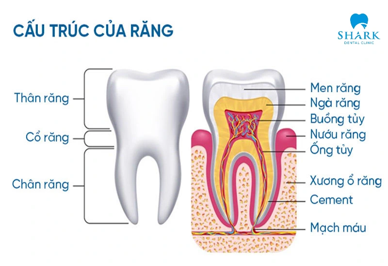 Con người có bao nhiêu cái răng? Chức năng của từng loại 8 Cấu tạo của một chiếc răng