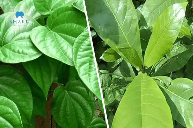 Lá trầu không cùng lá bàng non mang lại sự hiệu quả cho bệnh sâu răng