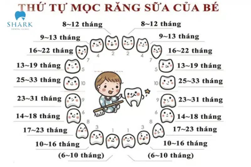 Trẻ mấy tháng mọc răng? Thứ tự mọc răng và dấu hiệu mọc răng của trẻ 17 Các giai đoạn mọc răng sữa ở trẻ