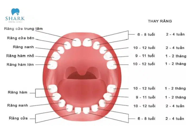 Trẻ mấy tháng mọc răng? Thứ tự mọc răng và dấu hiệu mọc răng của trẻ 18 Quy trình thay răng vĩnh viễn của trẻ