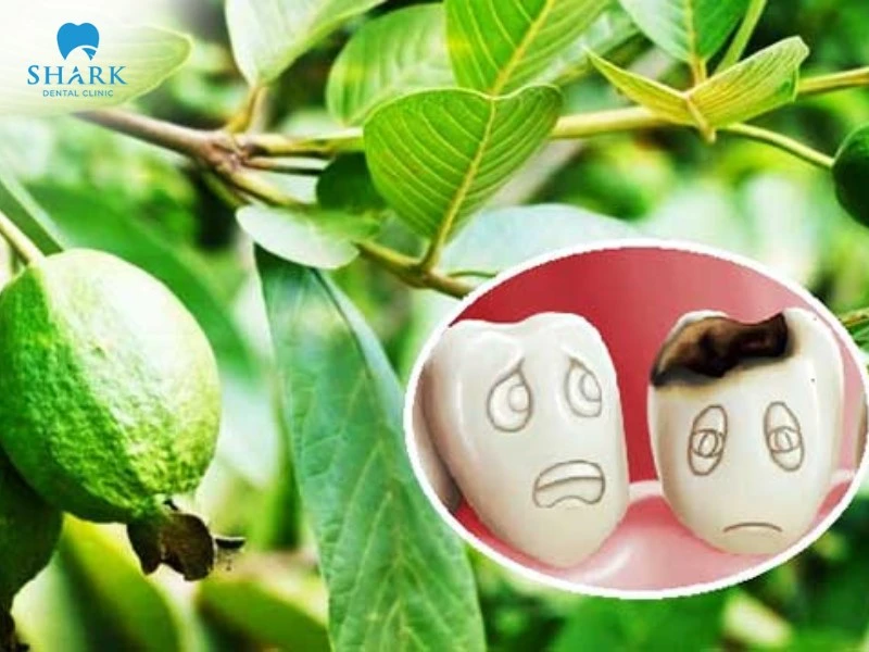 Lá ổi trị đau răng có tốt không? 6 cách chữa sâu răng với lá ổi 9 Lá ổi có tính kháng khuẩn tốt giúp trị sâu răng hiệu quả