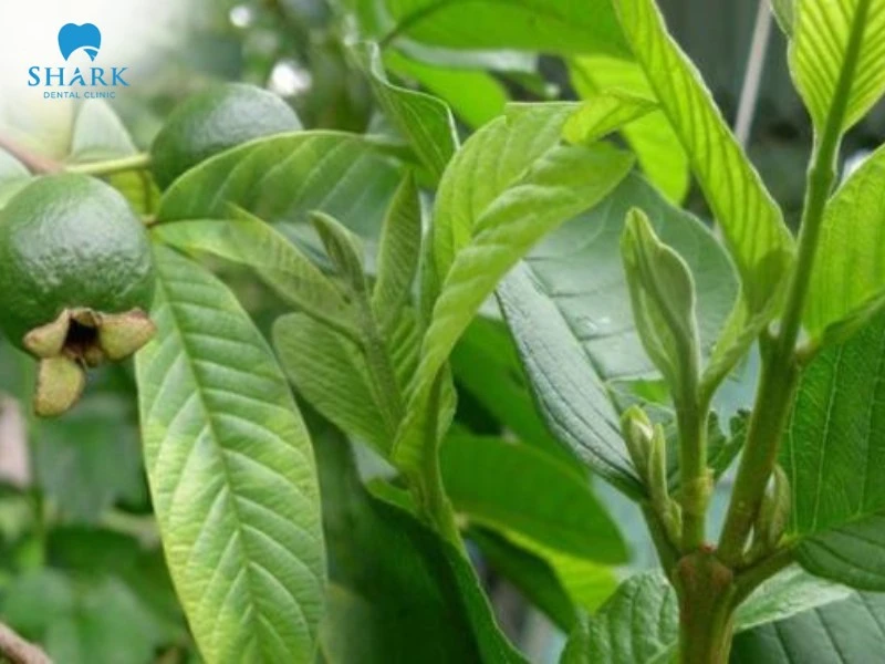 Lá ổi trị đau răng có tốt không? 6 cách chữa sâu răng với lá ổi 10 Nhai lá ổi được giúp giảm đau nhức tức thì