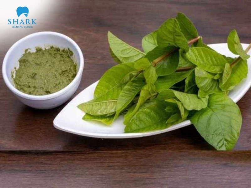 Lá ổi trị đau răng có tốt không? 6 cách chữa sâu răng với lá ổi 12 Bột lá ổi khô phù hợp với những người đau nhức dữ dội