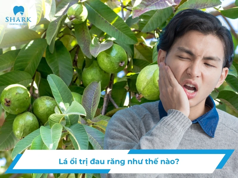 Lá ổi trị đau răng