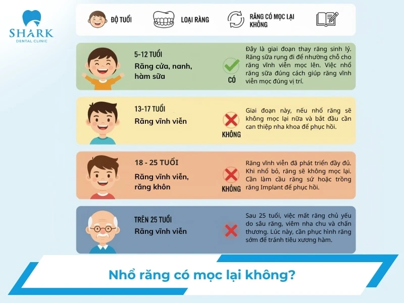 Độ tuổi răng mọc và không mọc lại