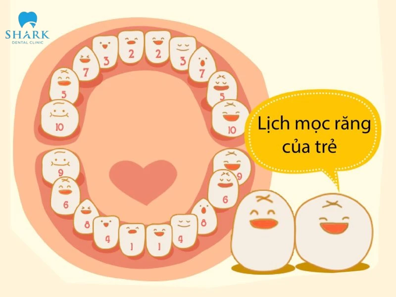 Trẻ mọc răng hàm trên trước có sao không? Các lưu ý cần biết 7 Bé bắt đầu mọc răng vào khoảng 6 tháng tuổi
