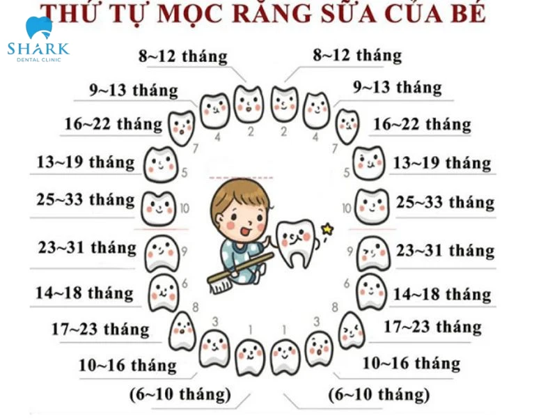 Trẻ mọc răng hàm trên trước có sao không? Các lưu ý cần biết 10 Thứ tự mọc răng của trẻ
