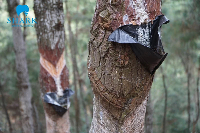 Nhựa thông để làm bóng răng