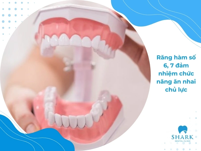 Con người có bao nhiêu cái răng? Có 24, 29, 36 răng thì sao? 11 Mọi răng trên cung hàm đều đảm nhận những vai trò quan trọng riêng của nó