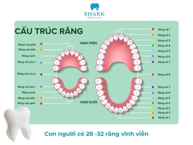 Con người có bao nhiêu cái răng? Có 24, 29, 36 răng thì sao? 9 Con người có từ 28 - 32 chiếc răng