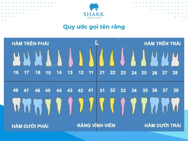 Sơ đồ răng vĩnh viễn như thế nào? Cách đếm thứ tự răng 11 Quy ước cách gọi tên răng