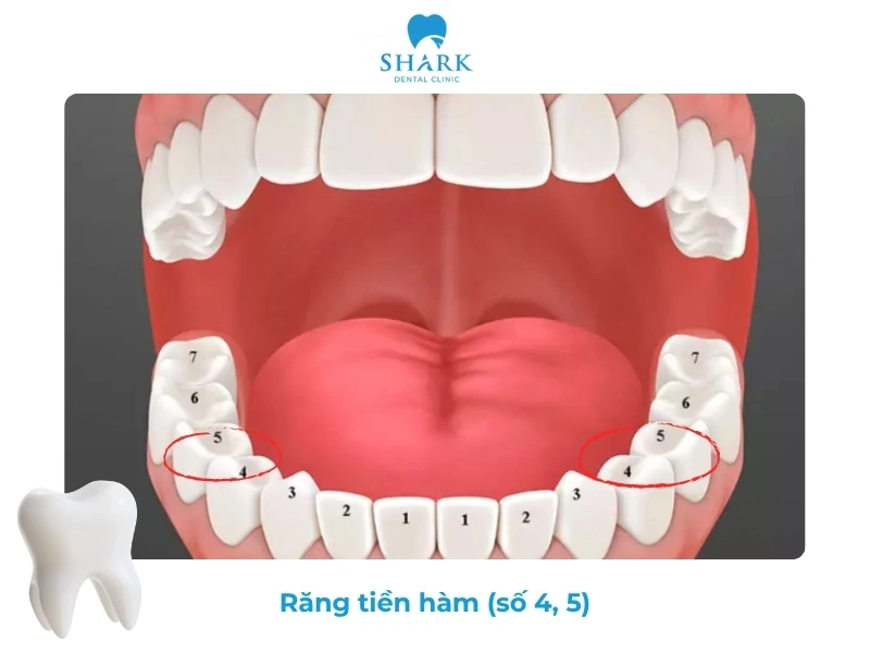 Sơ đồ răng vĩnh viễn như thế nào? Cách đếm thứ tự răng 15 Răng tiền hàm có vai trò nghiền nát thức ăn sơ bộ