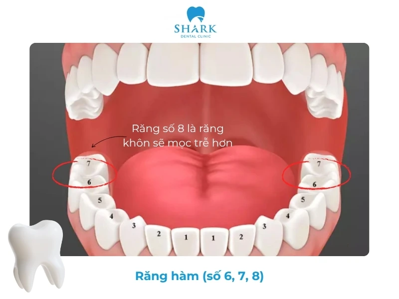 Sơ đồ răng vĩnh viễn như thế nào? Cách đếm thứ tự răng 16 Răng hàm chịu trách nhiệm nhai