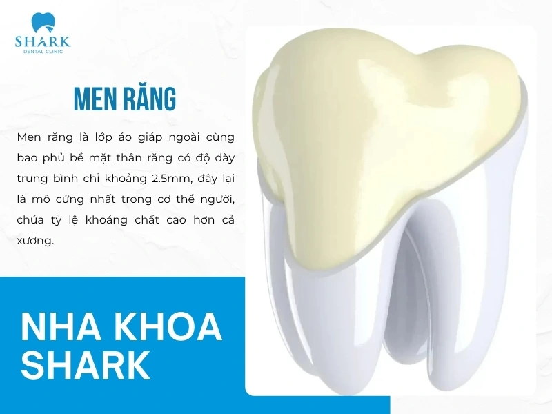 Bác sĩ giải đáp: Lấy cao răng có làm mòn men răng không? 10 Men răng là lớp ngoài cùng của răng
