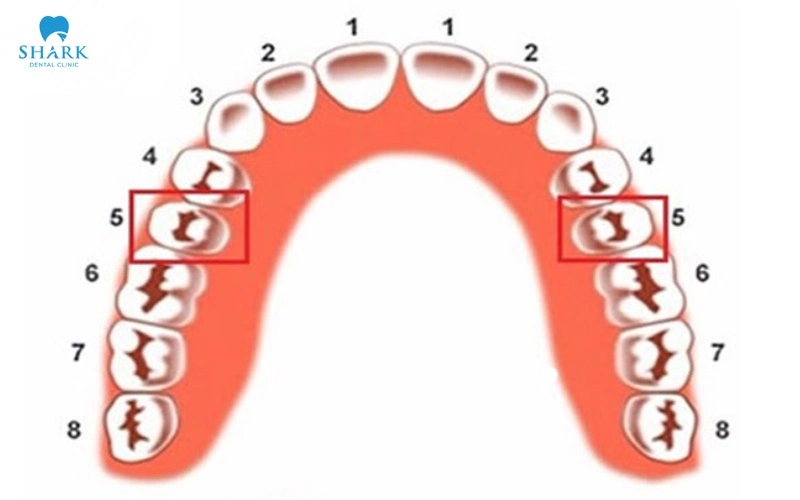 Răng số 5 có thay không? Cách phục hình răng số 5 hiệu quả 7 Răng số 5 là răng gì