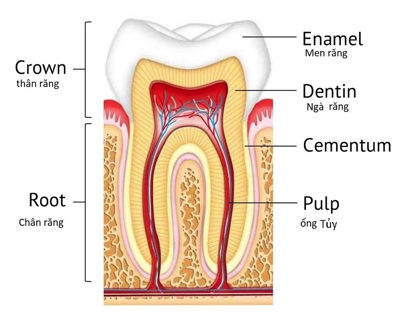 Trồng răng sứ không có chân răng bằng phương pháp nào tốt nhất? 6 Cấu trúc chân răng giải phẫu y khoa