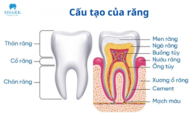 Cấu tạo răng số 4