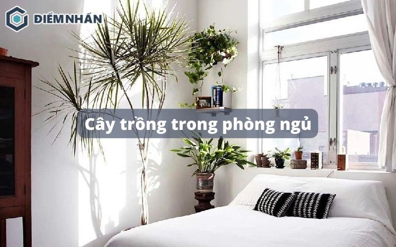 Cây trồng trong phòng ngủ