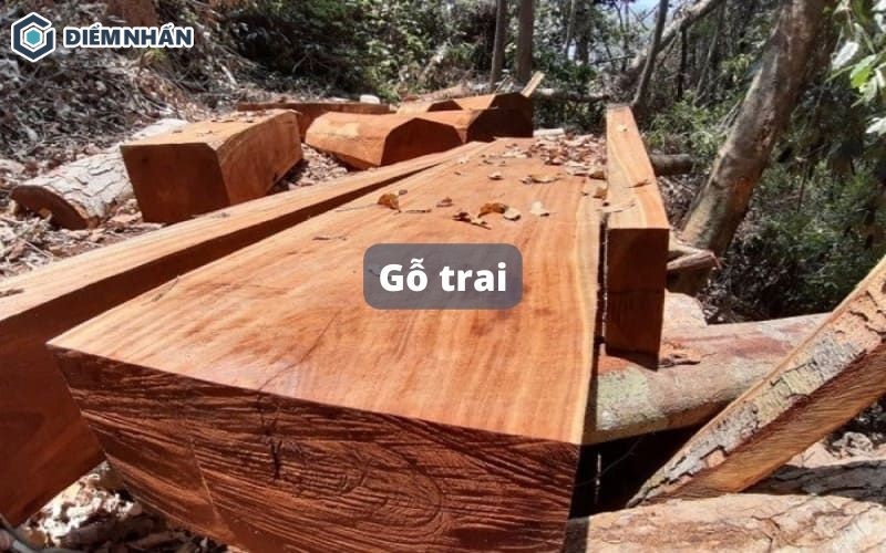 Gỗ trai là gỗ gì? Có tốt không? Giá gỗ trai cập nhật 2026