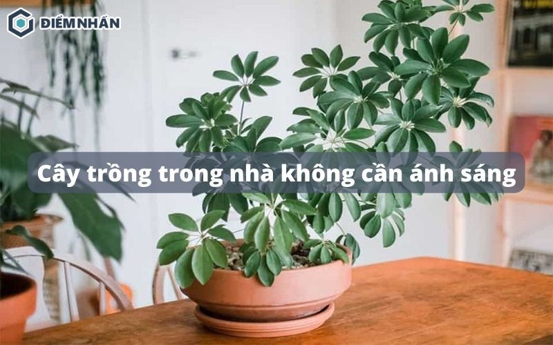 Cây trồng trong nhà không cần ánh sáng