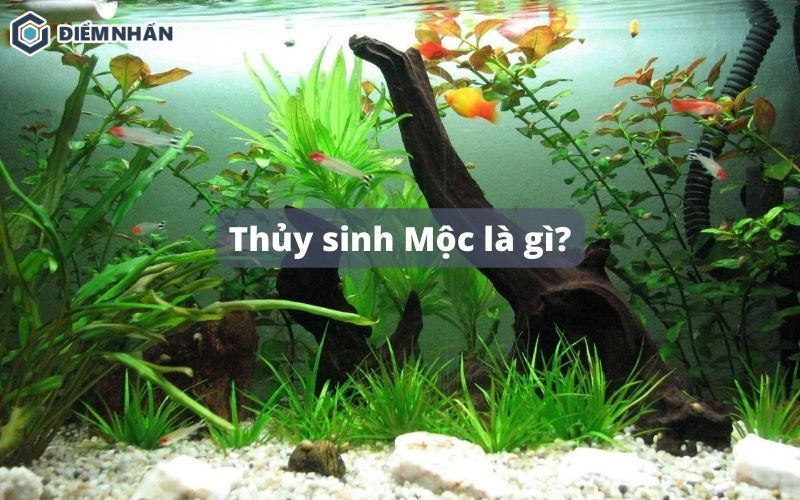 Thủy sinh mộc