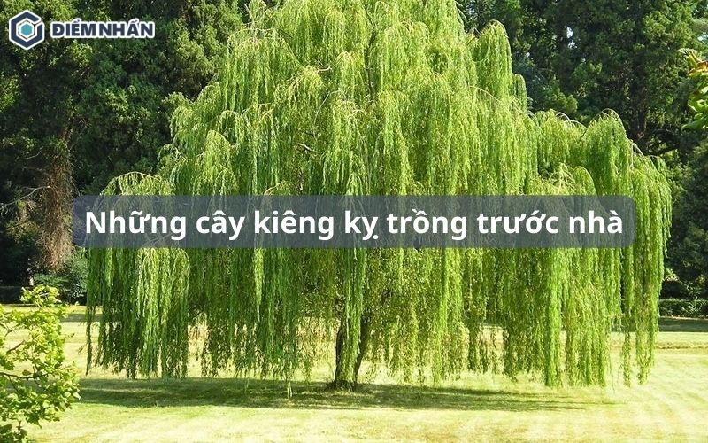 Những cây kiêng kỵ trồng trước nhà