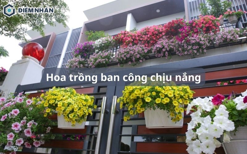 Hoa trồng ban công chịu nắng