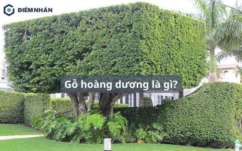 Gỗ hoàng dương là gì