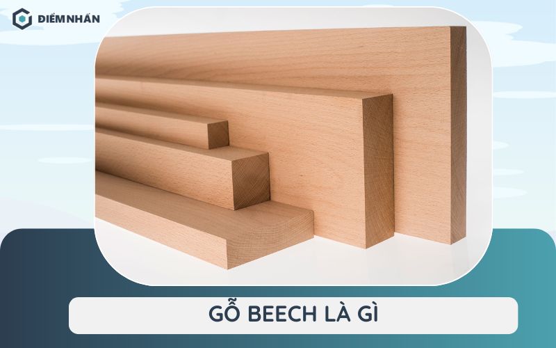 gỗ beech là gì