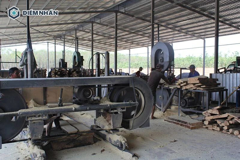 Sau khi không còn cho mủ được nữa, thân cây cao su sẽ được đem vào các nhà máy chế biến gỗ