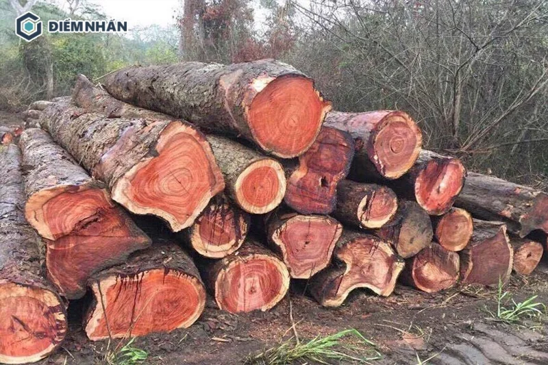 Đặc điểm của cây Sơn Huyết là có chiều cao trung bình từ 20 đến 30 mét