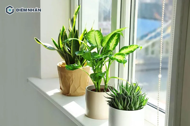 Nên đặt cây phong thủy trong nhà để cải thiện vận khí khi lỡ phạm phải Ngũ Quỷ