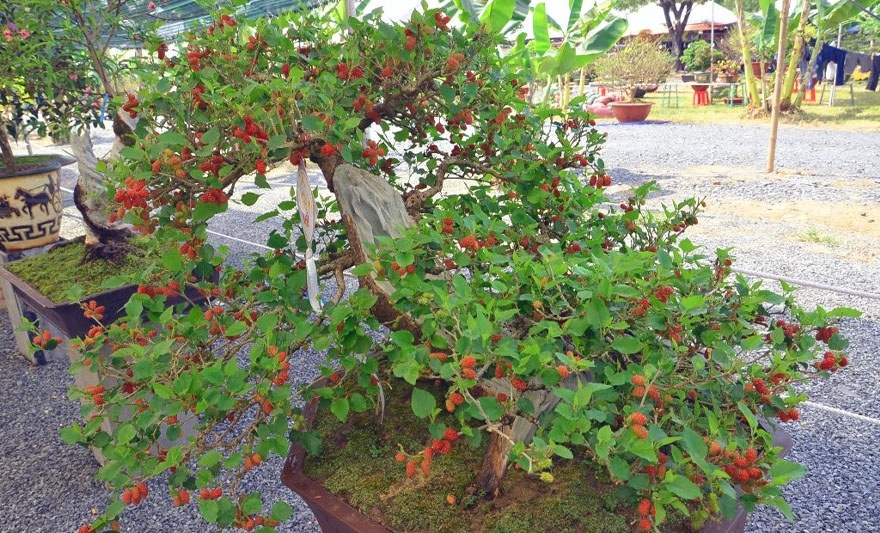 Cây dâu tằm mang ý nghĩa đau thương nên không phù hợp trồng trước nhà