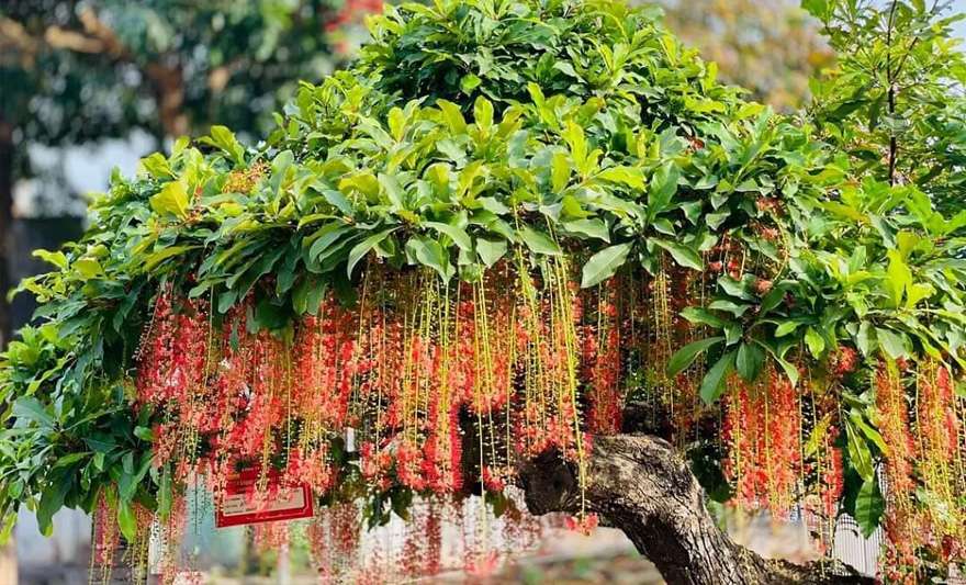 Nên trồng cây lộc vừng trước nhà để thu hút may mắn và thịnh vượng