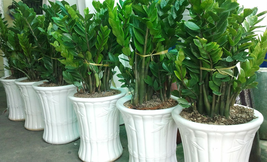 Trồng cây kim tiền trước nhà giúp thu hút nhiều may mắn cho sự nghiệp, công việc thêm thuận lợi
