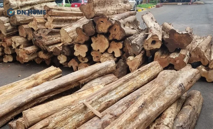 Gỗ cây bằng lăng có giá trị cao về kinh tế và phân bố nhiều ở nơi đất ẩm