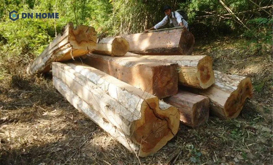 Đặc điểm của gỗ cây bằng lăng là mùi hương nhẹ nhàng và dễ chịu