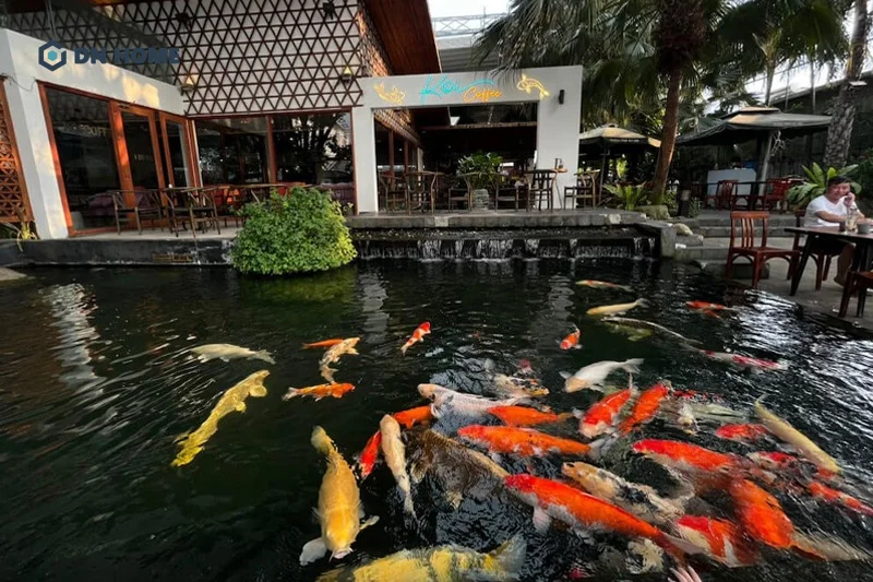 Tùy thuộc vào quy mô của quán cafe mà chi phí mua và nuôi cá KOI có sự chênh lệch
