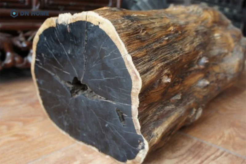 Gỗ mun là loại gỗ vô cùng quý hiếm, có tên trong sách đỏ cần được bảo tồn tại Việt Nam