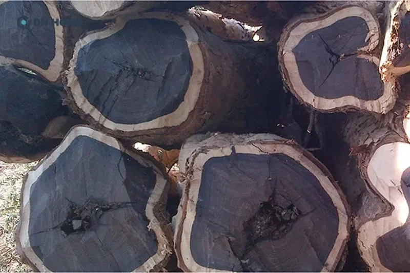 Điểm đặc trưng nhất của gỗ mun chính là màu sắc đen tuyền, thường được ví “đen như gỗ mun"