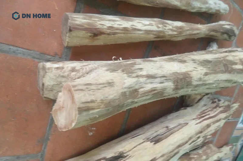 Tương tự như sưa trắng, gỗ sưa vàng cũng không được đánh giá cao về chất lượng và thẩm mỹ