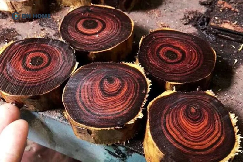Gỗ sưa đỏ chính là phân loại gỗ cây sưa có giá trị thẩm mỹ và kinh tế cao nhất