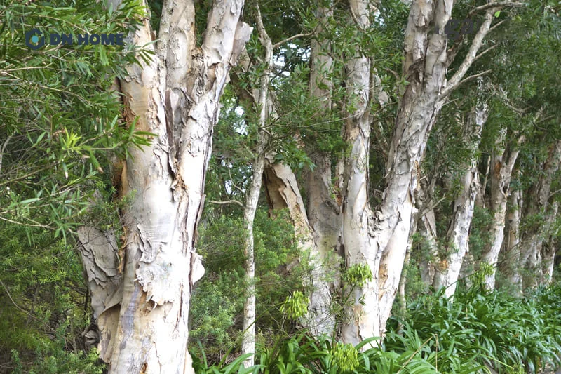 Vì có tốc độ sinh trưởng nhanh nên gỗ tràm thường được ứng dụng trong công nghiệp sản xuất giấy