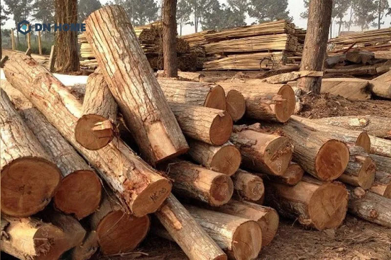 Với khả năng chống nước và mối mọi cao nên gỗ tràm trà được ứng dụng cho cả nội và ngoại thất