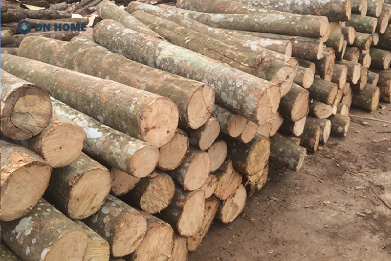 Gỗ tràm có nhiều ưu điểm nổi bật và thích nghi tốt với khí hậu nhiệt đới nóng ẩm tại Việt Nam