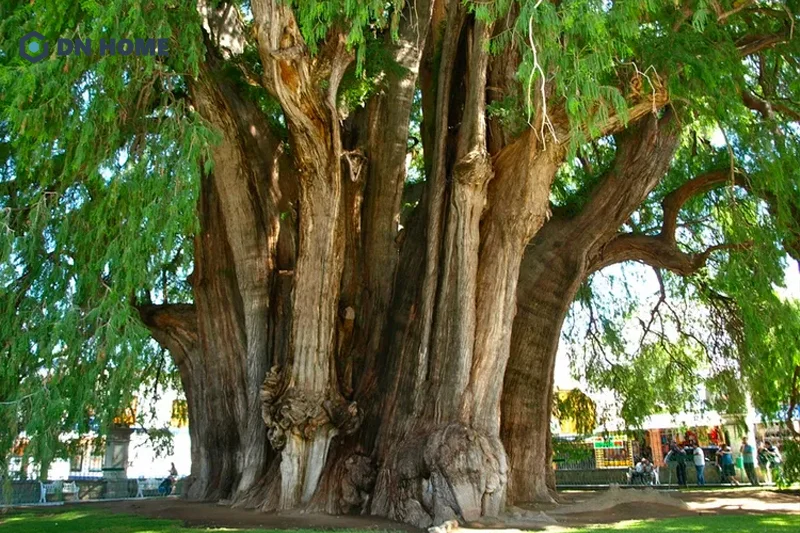 Khi trưởng thành, cây bách xanh có chiều cao trung bình khoảng 20m và bán kính từ 60 - 80cm