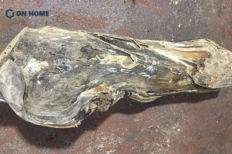 Vì nguồn cung kham hiếm, vì vậy gỗ cây bách xanh có nhược điểm là giá thành cao